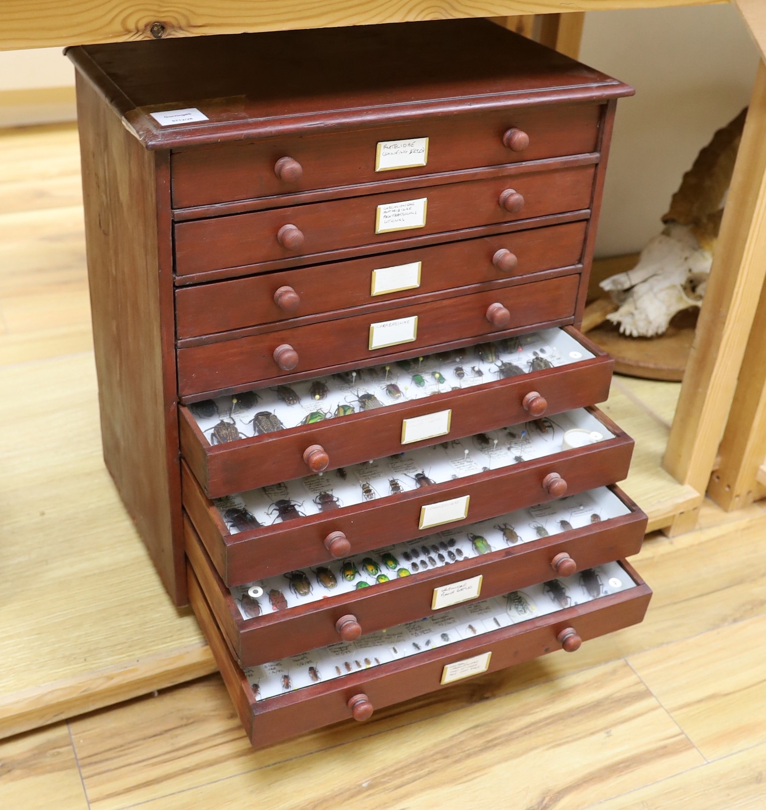 Entomology - A collection of World beetle specimens in a chest of eight drawers, 54.5 cm high, 48 cm wide, 29.5 cm deep